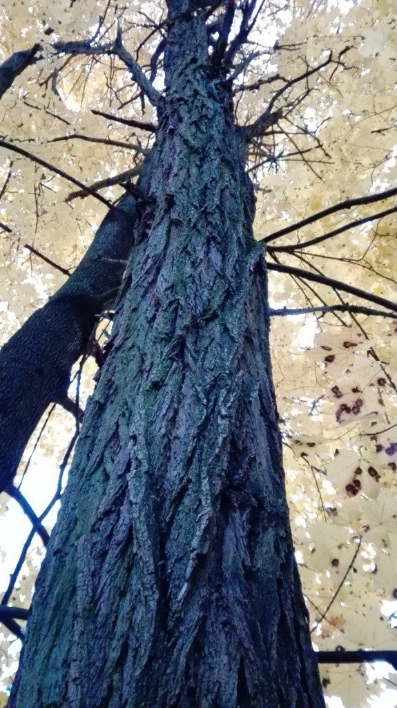 A. Król Jesienna nostalgia